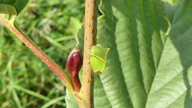 Green insect Buffalo treehopper, Stictocephala bisonia on stalk of bland self-seeding tree in meadow - real time, close up shot. Topics: natural environment, nature, fauna, flora, macro, plants