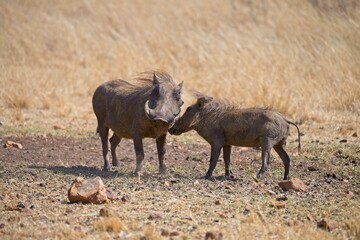Young warthog standing close to  its mother