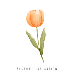 Holland symbol tulips in watercolor style. Vector illustration