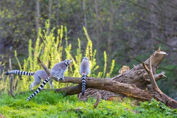 Lemurs (Lemuriformes) run and rest in a meadow. Cute furry animal.