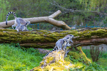 Lemurs (Lemuriformes) run and rest in a meadow. Cute furry animal.