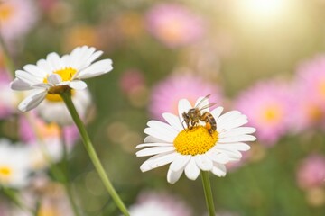 Obraz premium Close up of white daisies with a bee in a Spring garden