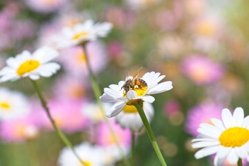 Close up of white daisies with a bee in a Spring garden