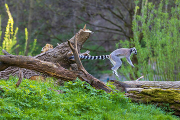 Lemurs (Lemuriformes) run and rest in a meadow. Cute furry animal.