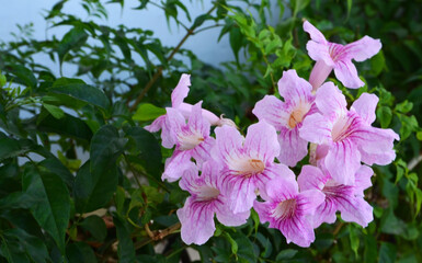 Podranea ricasoliana or Pink trumpet Vine,Zimbabwe creeper flowers in a tropical garden of Tenerife, Canary Islands,Spain.Selective focus.