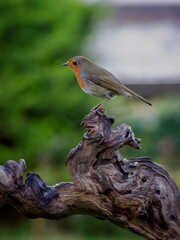 Robin Perched on a Log