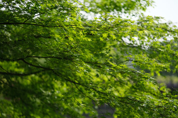 Fototapeta na wymiar lush green maple tree leaves