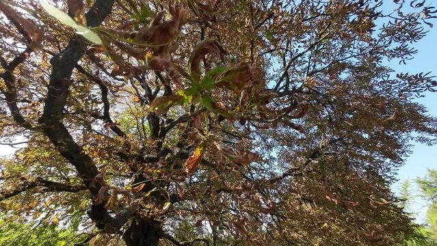 Chestnut tree with wilted leaves due to disease
