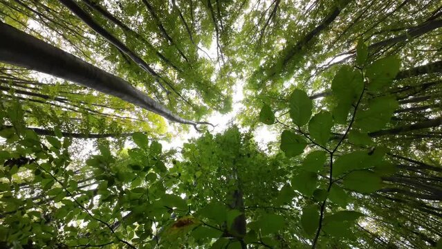 Crown and foliage of beech trees in the forest. Bottom view