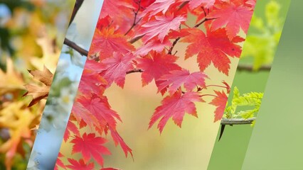 Blossoming spring, vibrant summer and golden autumn. Three changing seasons in nature. Beauty of nature from bloom to fall. Conceptual video depicting passage of time and seasonal transitions