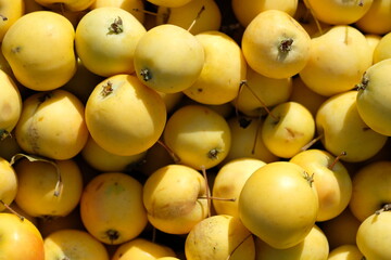 a lot of yellow apples