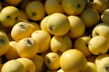 a lot of yellow apples