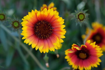 bright red-yellow flowers close-up