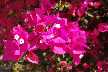 Classic egyptian hotel. The beauty of the Egyptian resort of Hurghada. 