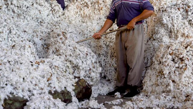 Pastdargam disctrict, Juma city, uzbekistan, October 31, 2023: two people walking in a cotton industry with a cotton