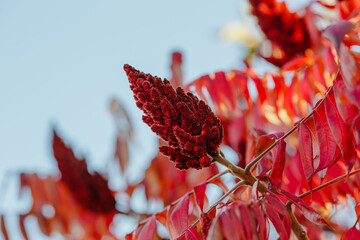 Staghorn sumac, or downy sumac, Vinegar tree, short-haired sumac , large Virginia sumac ( lat. Rhus...