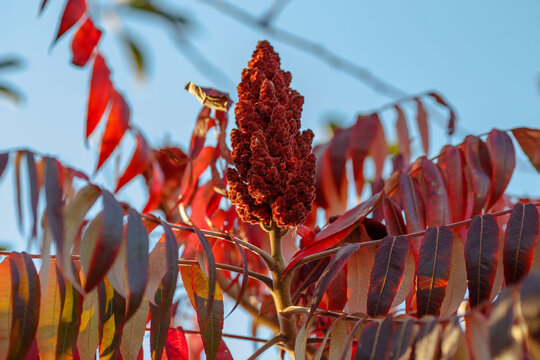 Staghorn sumac, or downy sumac, Vinegar tree, short-haired sumac , large Virginia sumac ( lat. Rhus typhina )