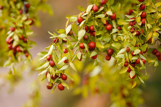 Ziziphus jujuba fruits on a branch. The Ziziphus jujuba fruits  are small, round or ovoid, fleshy, and smooth; initially pale yellow, they later turn reddish-brown. 