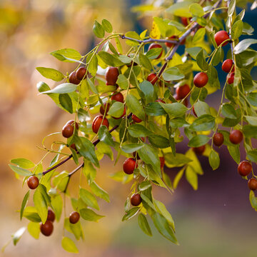 Ziziphus jujuba fruits on a branch. Chinese jujube, or Chinese date in garden