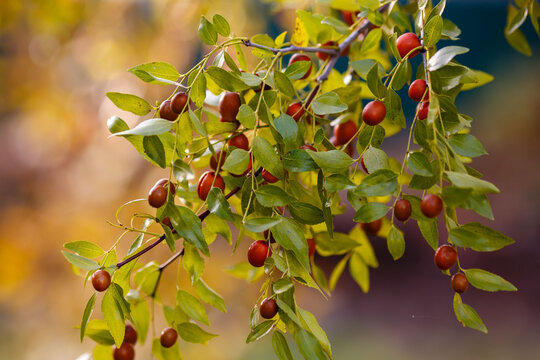 Ziziphus, or Jujube jujube, or Chinese jujube , or Chinese date is a plant; a species of the genus Ziziphus of the family Rhamnaceae .