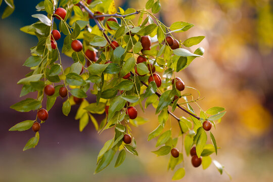 Ziziphus jujuba fruits on a branch. Chinese jujube, or Chinese date in garden