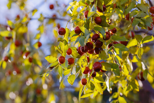 Ziziphus jujuba fruits on a branch. Chinese jujube, or Chinese date in garden