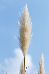 Pampas grass , or Cortaderia selloana in garden