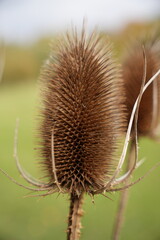 Distel