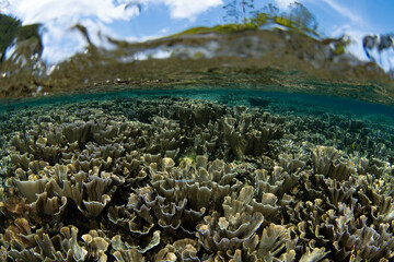 Fototapeta na wymiar Fragile, foliose corals grow on a beautiful, shallow reef in Raja Ampat. This remote, tropical area is known as the heart of the Coral Triangle due to its incredible marine biodiversity.