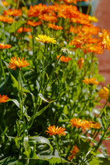 Marigold officinalis , or calendula officinalis ( lat. Calendula officinalis ) is a herbaceous plant