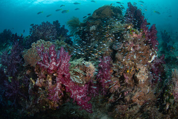 Fototapeta na wymiar A plethora of vibrant corals and fish thrive on a beautiful reef in Raja Ampat. This area is known as the heart of the Coral Triangle due to its incredible marine biodiversity.