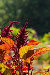 Amaranth ( lat. Amaranthus) is blossom in garden