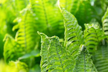Green leaves of a young fern in spring and early morning under the bright sun - 673862661