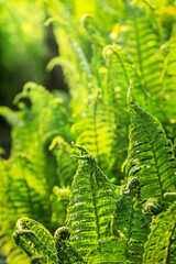 Green leaves of a young fern in spring and early morning under the bright sun - 673863264