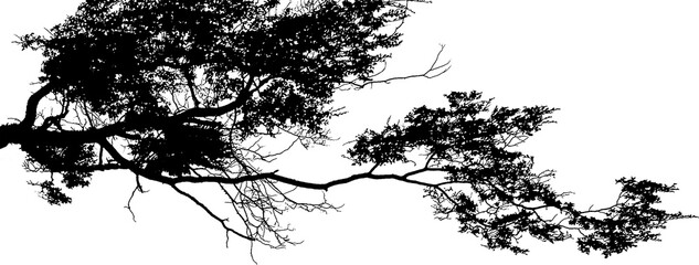 Panoramic forest tree detail isolated graphic