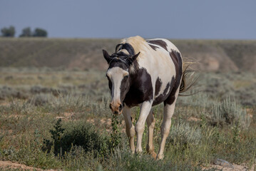 Wild Horse in the Wyoming Desert in Summer