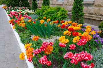 Flowers in a flower bed tulips. Greening the urban environment. Background with selective focus