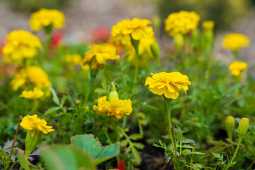 Flowers in a flower bed Marigolds. Greening the urban environment. Background with selective focus