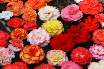 薔薇