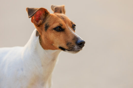 Cute Jack Russell Terrier dog on a blurred backdrop of an urban environment. Pet portrait with selective focus