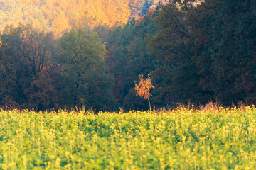 Lonely small autumn tree against dark tree growing on rapeseed field edge. Czech season landscape background