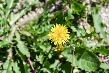 A beautiful Common Dandelion flower.