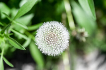The Common Dandelion seeds.