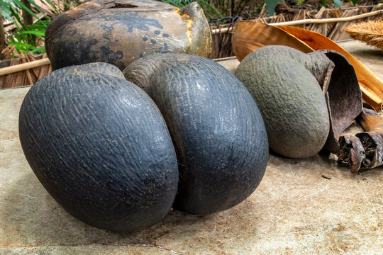 Fruit of the coco de mer (sea coconut), also called love coconut, coco-fesse, Vall&eacute;e de Mai, Seychelles