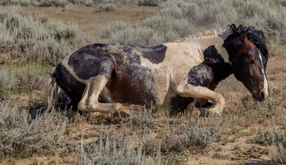 Wild Horse in the Wyoming Desert in Summer