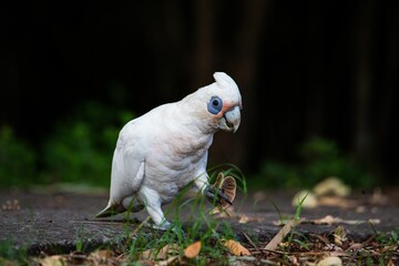 Little corella holding seeds on the ground in Brisbane, Queensland, Australia