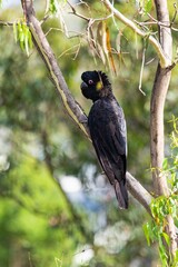 Australian yellow tail black cockatoo chewing on a tree branch