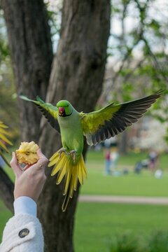 Vertical shot of a man holding an apple with an Echo parakeet flying at the apple