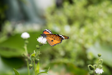 Fototapeta na wymiar A plain tiger butterfly on the Water Snowball flower.
