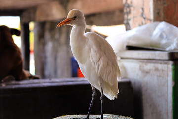 Snowy Egret Portrait, Cranes are a family, the Gruidae, of large, long-legged, and long-necked...
